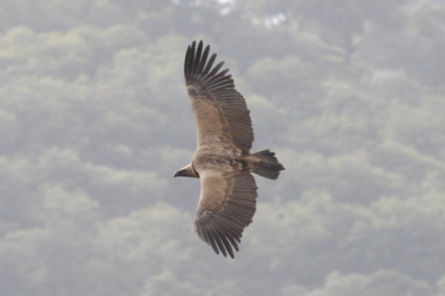Griffon Vulture Alan Tilmouth
