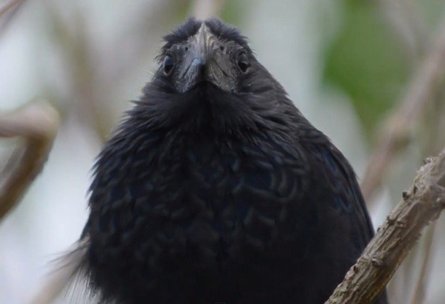 Groove-billed Ani