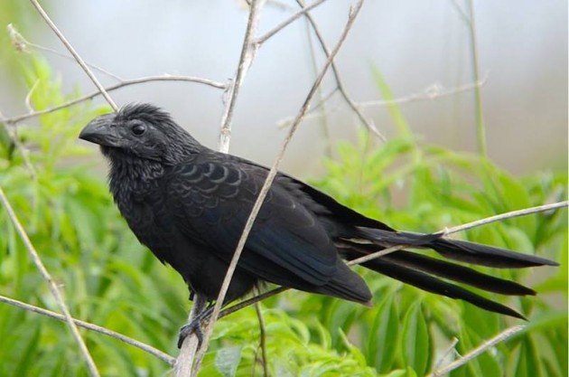 Groove-billed_Ani