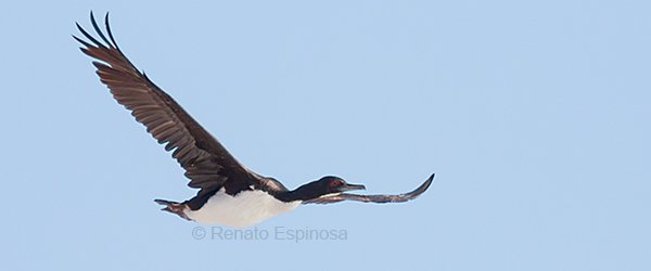 Guanay Cormorant