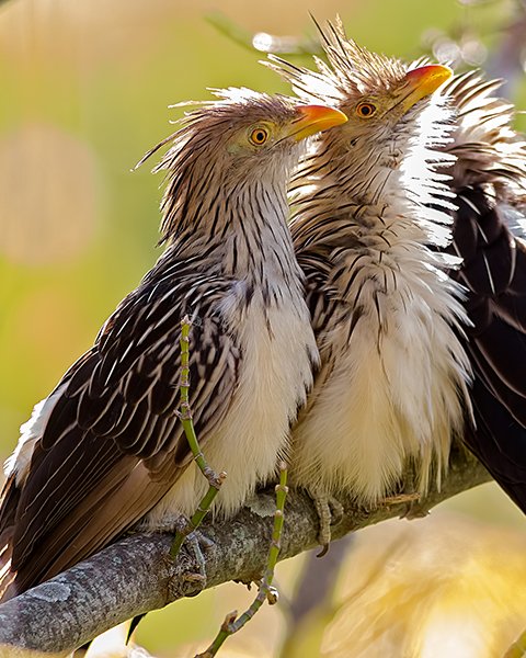 Guira Cuckoo