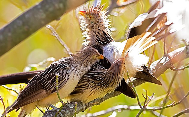 Guira Cuckoo