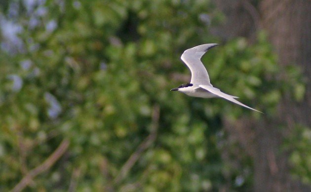 Gull-billed Tern at Jamaica Bay