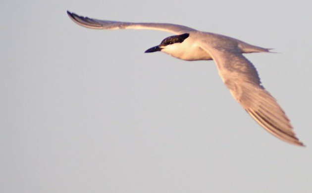 Gull-billed Tern at Rockaway Beach