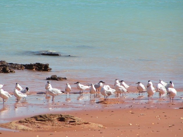 Gull-billed Terns & Silver Gull