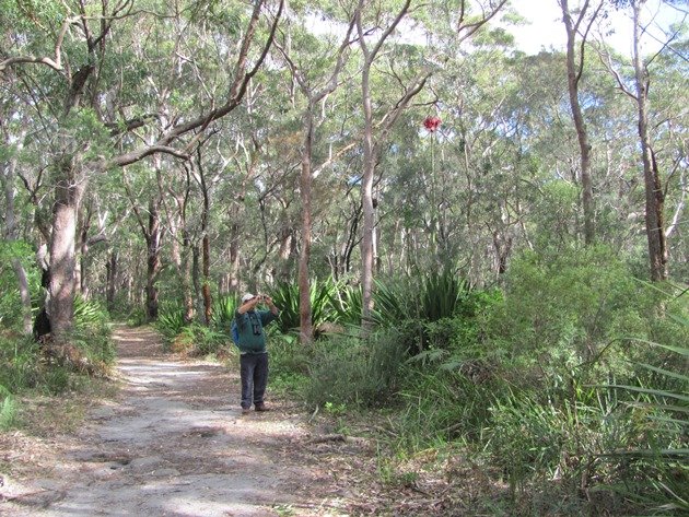 Gymea Lily