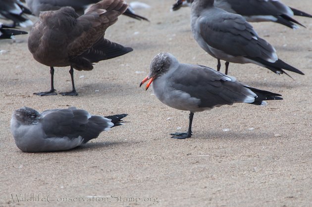 Heermann's Gull