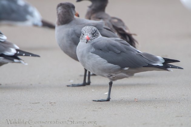 Heermann's Gull