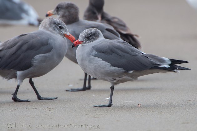 Heermann's Gull