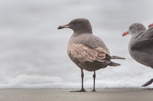 Heermann's Gull Juvenile