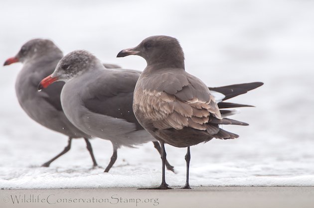 Heermann's Gull Juvenile