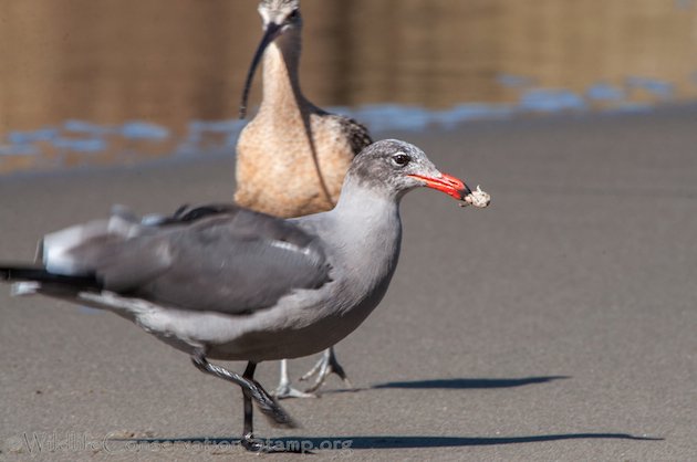 Heermann's Gull & Long-billed Curlew