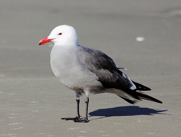 Heermann's Gull in Breeding Plumage