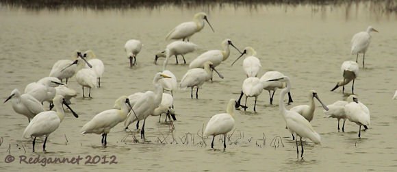 HKG 23Mar12 Black-faced Spoonbill 04