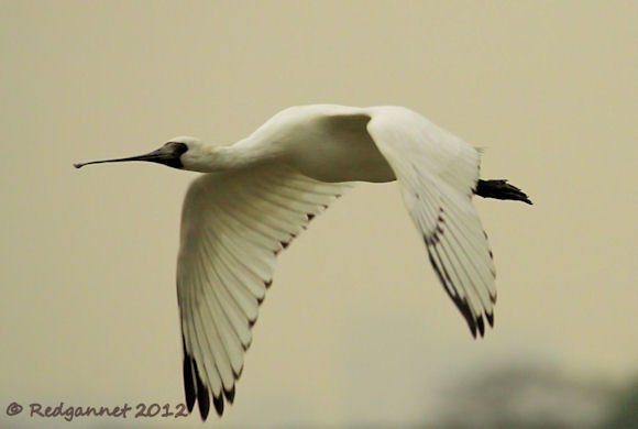 HKG 23Mar12 Black-faced Spoonbill 05