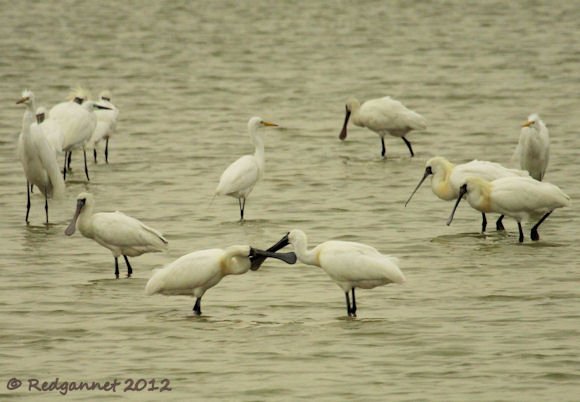 HKG 23Mar12 Black-faced Spoonbill 08