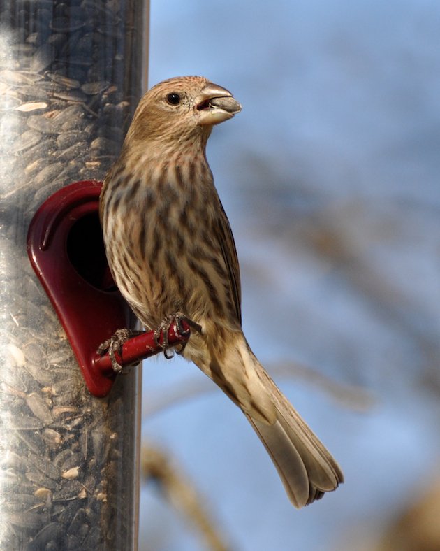 House Finch Female