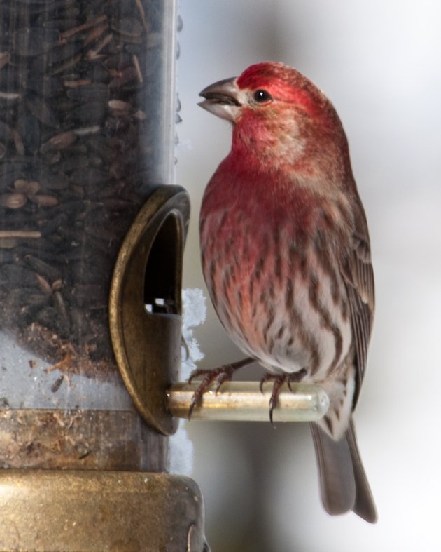 House Finch Male