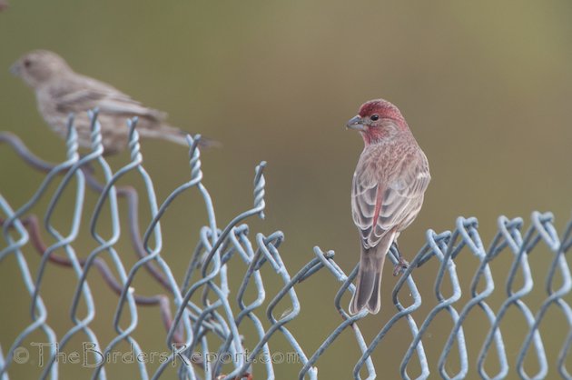 House Finch