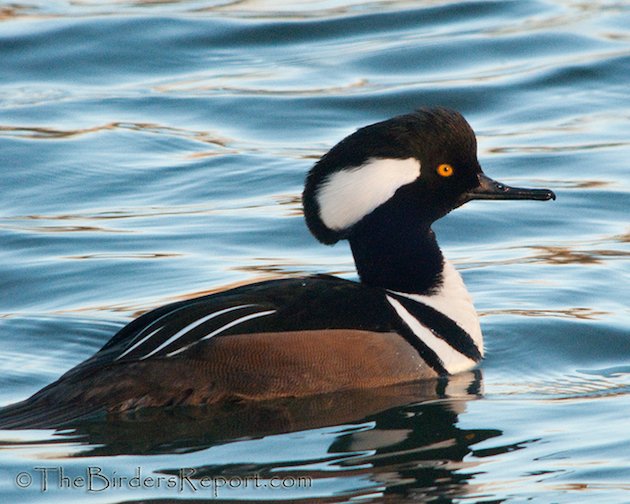 Hooded Merganser Drake