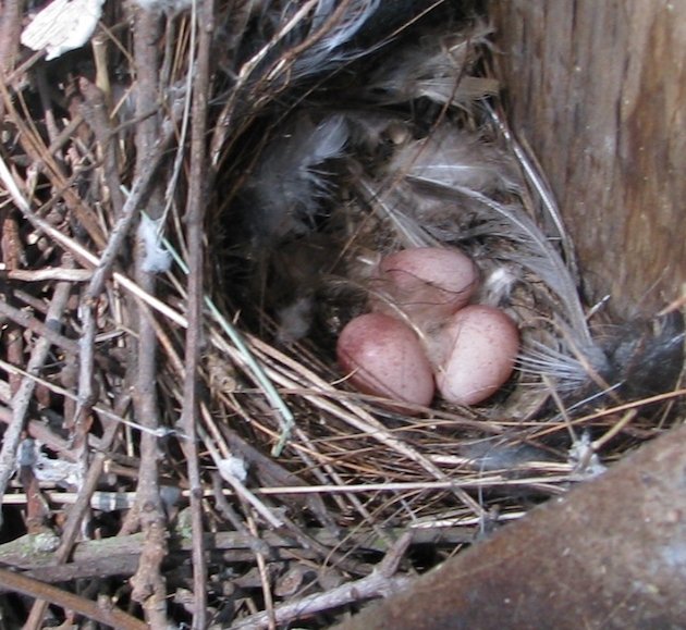 House Wren Nest With Eggs