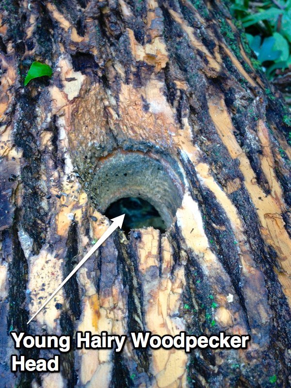 Hairy Woodpecker Head