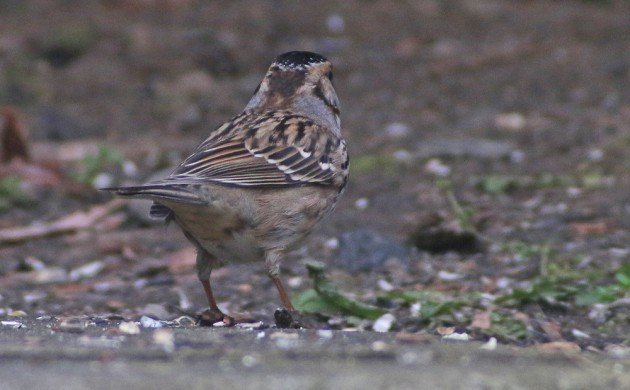 Harris's Sparrow back view