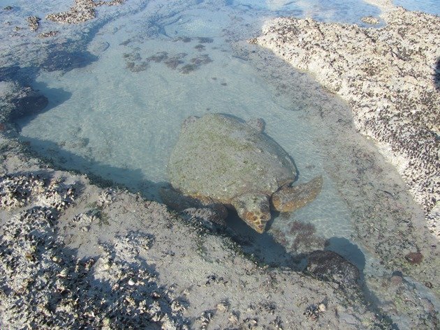 Hawksbill Turtle