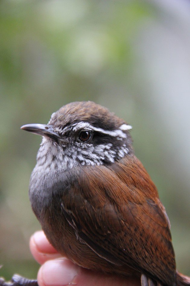 Munchique Wood-wren