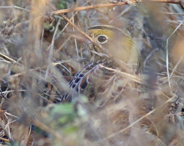 Henslow's Sparrow