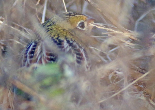 Henslow's Sparrow eating grass seeds