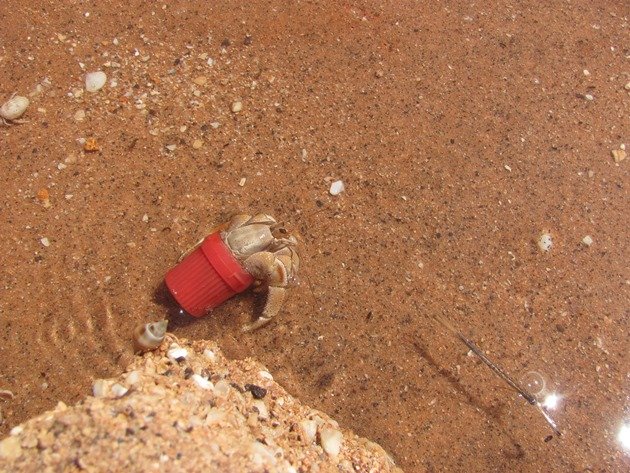 Hermit Crab in lid