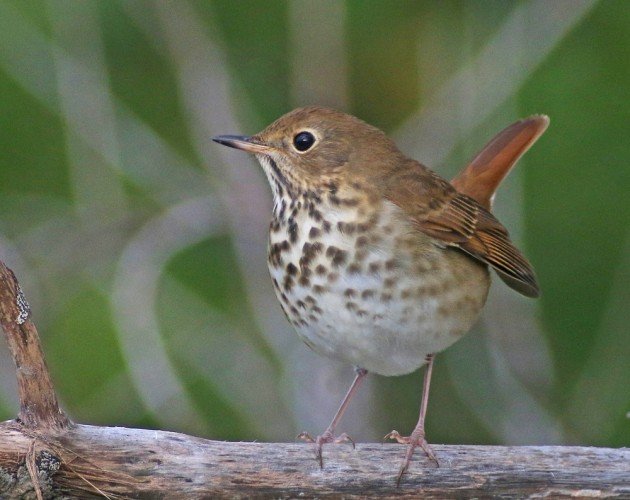 Hermit Thrush