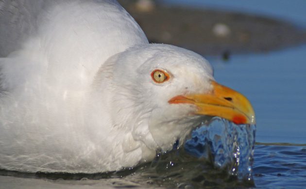 Herring Gull