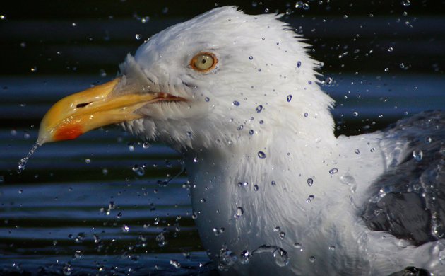 bathing Herring Gull