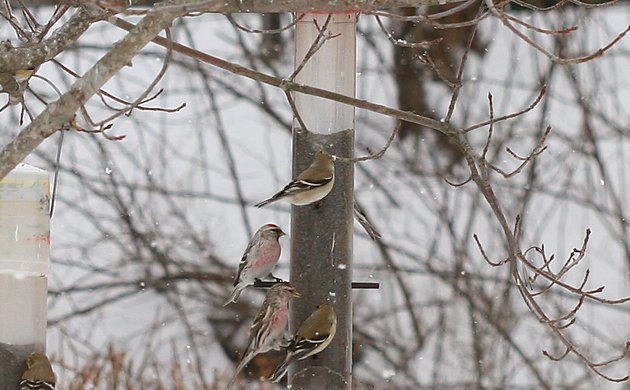 Hoary Redpoll