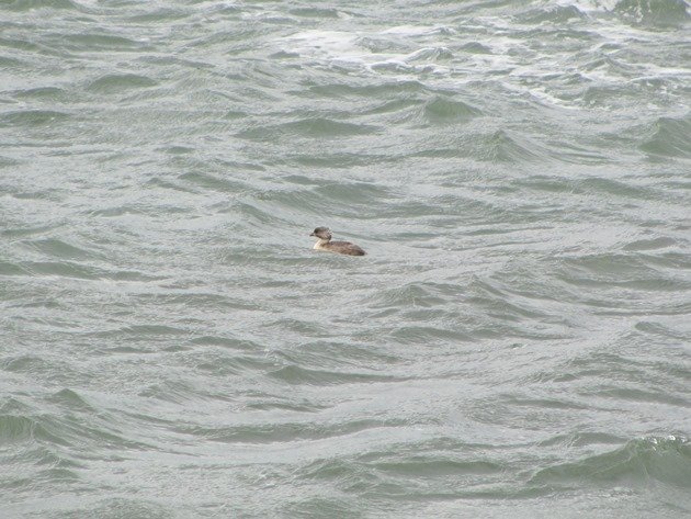 Hoary-headed Grebe