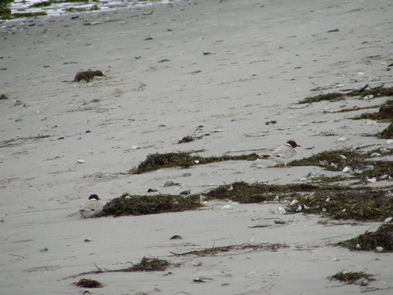 Hooded Plovers (2)