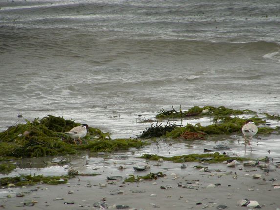 Hooded Plovers (3)