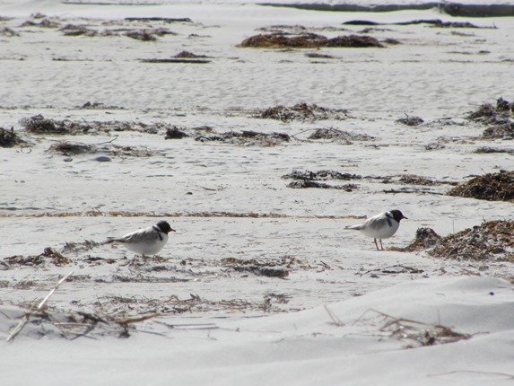 Hooded Plovers (4)