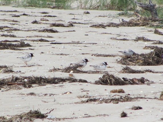 Hooded Plovers (5)