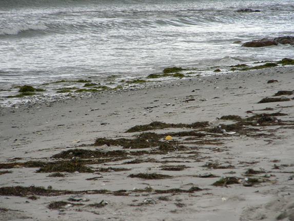 Hooded Plovers