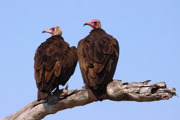 Hooded Vulture Adam Riley