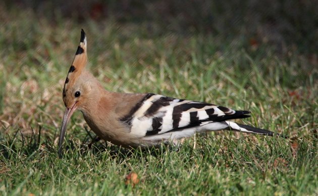 Hoopoe