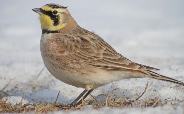 Horned Lark at Jones Beach