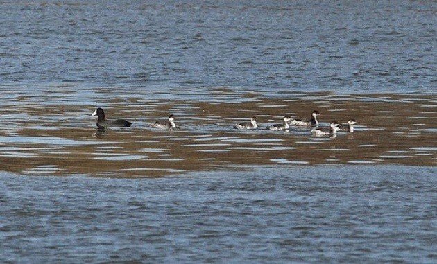 Horned among Eared Grebes S.Panjkovic 2015 Belgrade