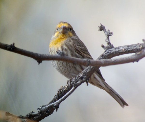 House Finch Yellow Variant