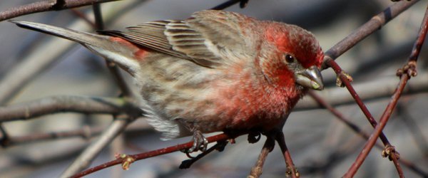 House Finch