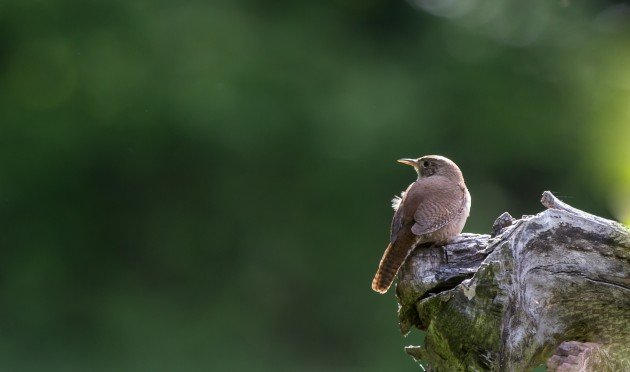 House Wren Anne Green