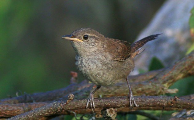 House Wren fledgling